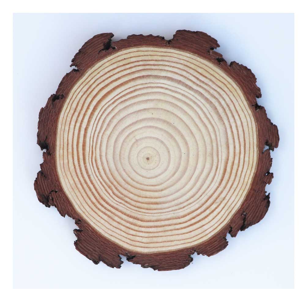 木片 丸太スライス 切り株風ディスプレイ 飾りつけ デコレーション ドライフラワー 花材 1個 大きさ:直径約16~18cm 厚み約1.8cm