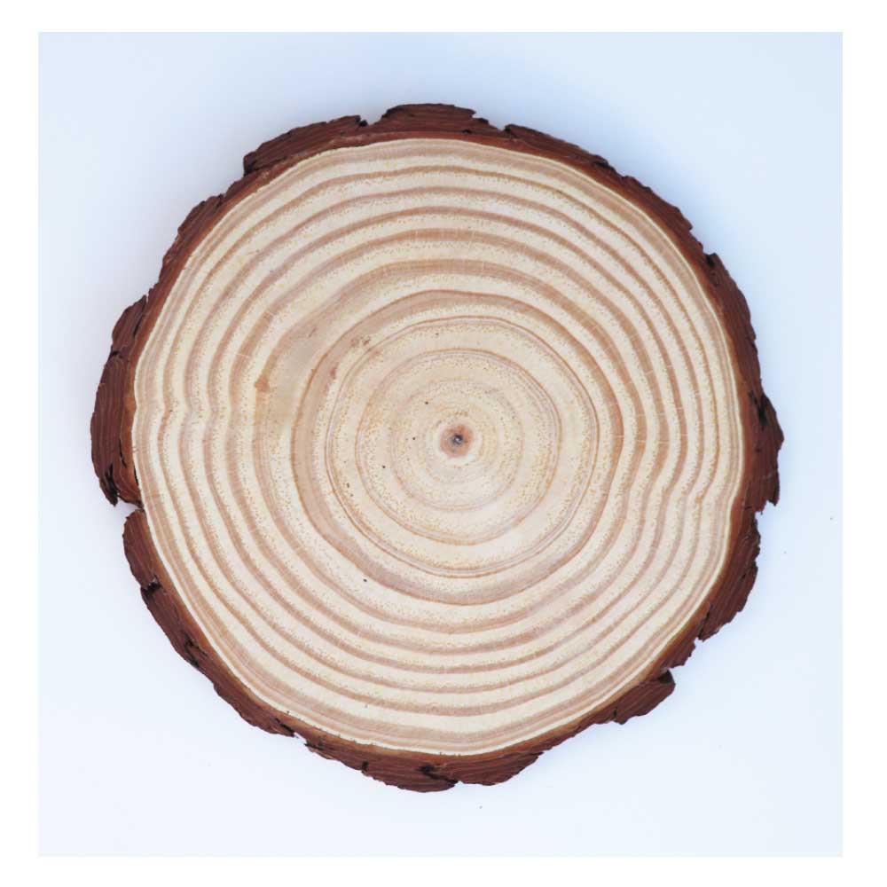 木片 丸太スライス 切り株風ディスプレイ 飾りつけ デコレーション ドライフラワー 花材 1個 大きさ:直径約18~21cm 厚み約1.8cm