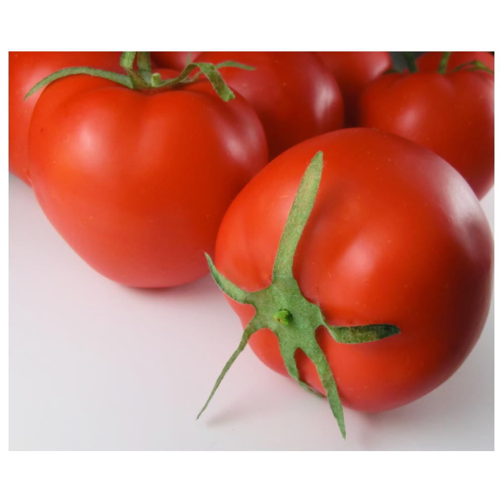 トマト　模型　とまと　真っ赤な完熟トマト　8個パック　食品サンプル