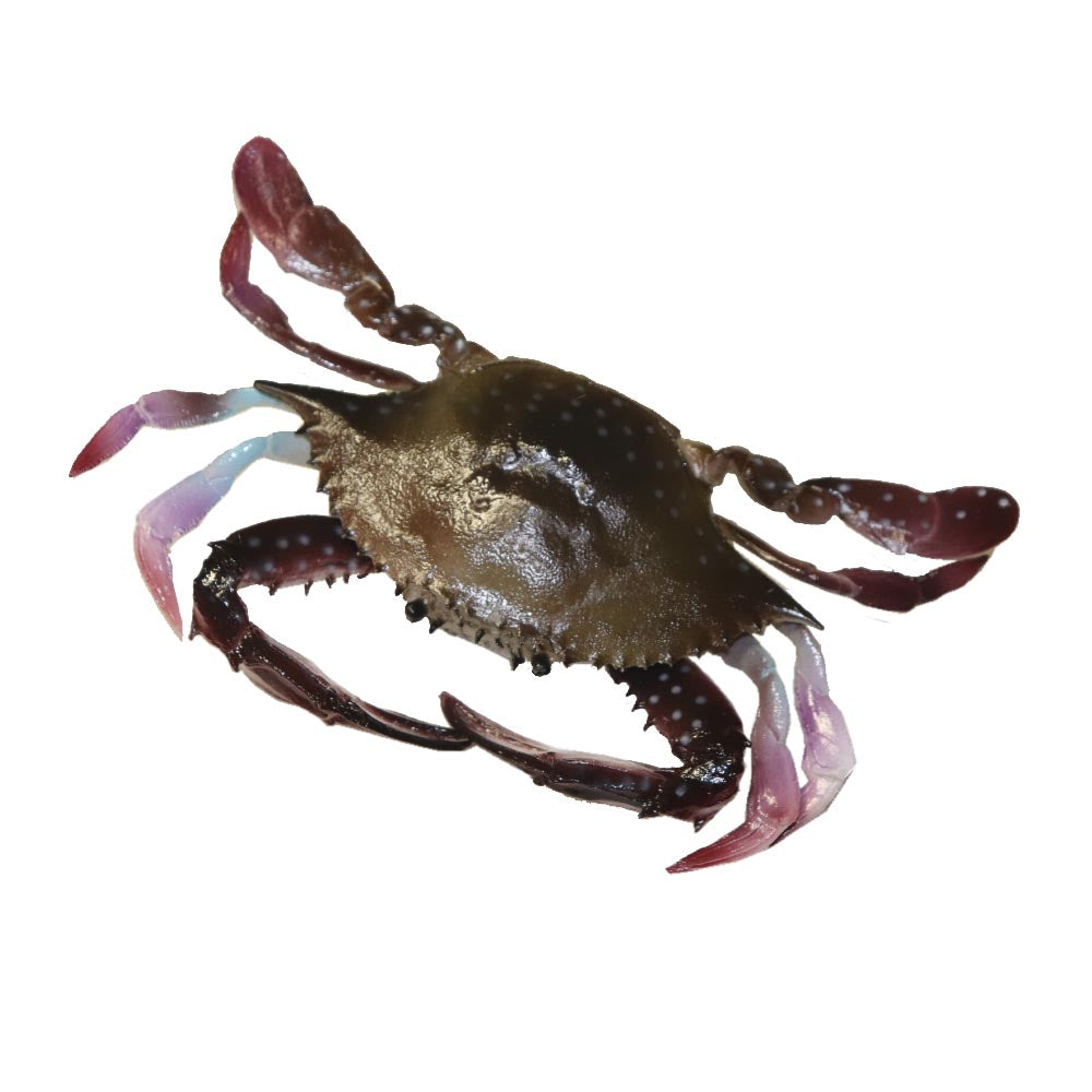 カニ　蟹　ワタリガニ　ガザミ　魚模型　食品サンプル　動物模型　黒